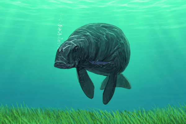 Lebendrekonstruktion von Metaxytherium, eine ausgestorbene Gattung von Dugongs